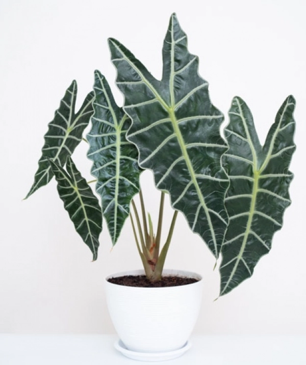 Alocasia Amazonica Polly