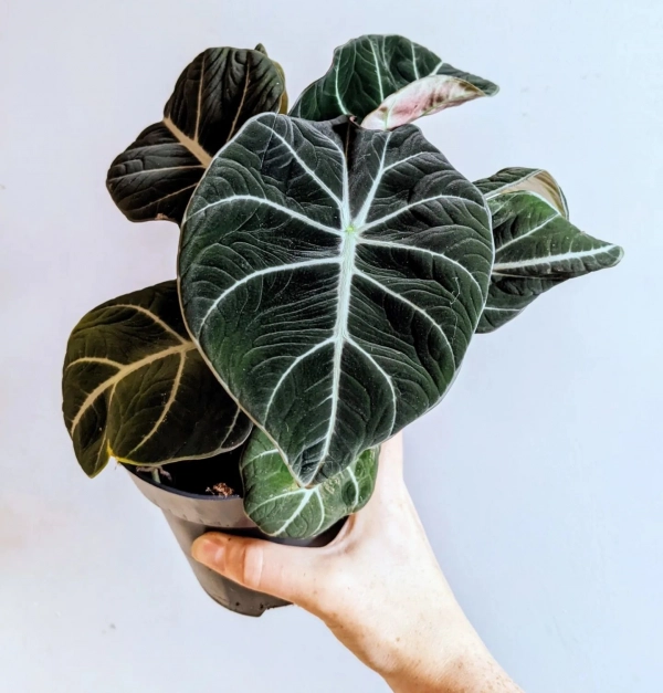 Alocasia Black Velvet