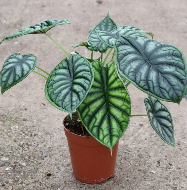 Alocasia Dragon Scale