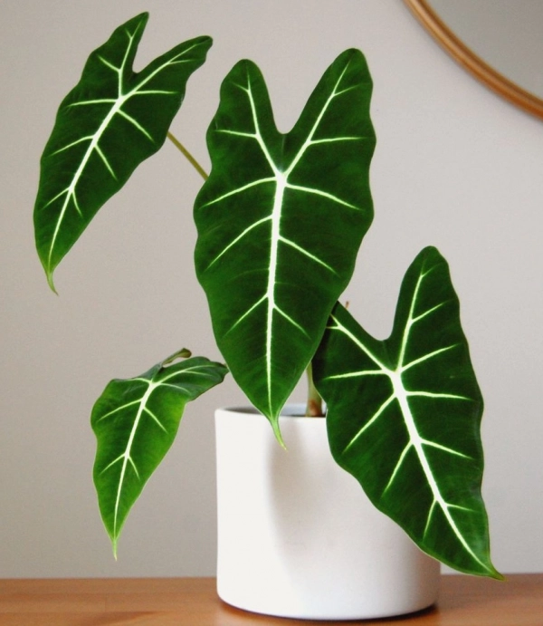  Alocasia Frydek