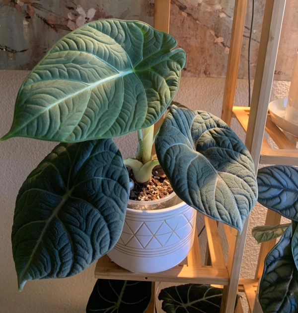 Alocasia Grey Dragon