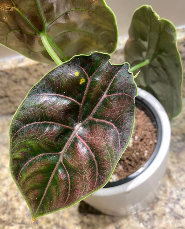 Alocasia Red Mambo