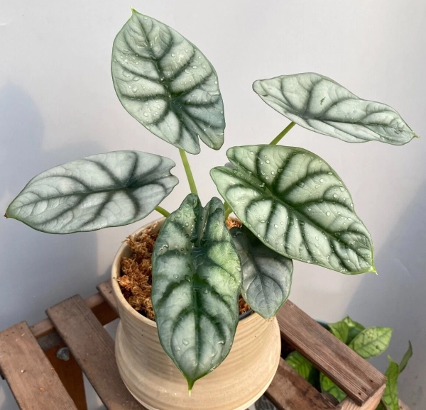 Alocasia Silver Dragon