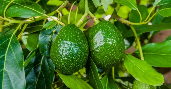 Avocado Tree