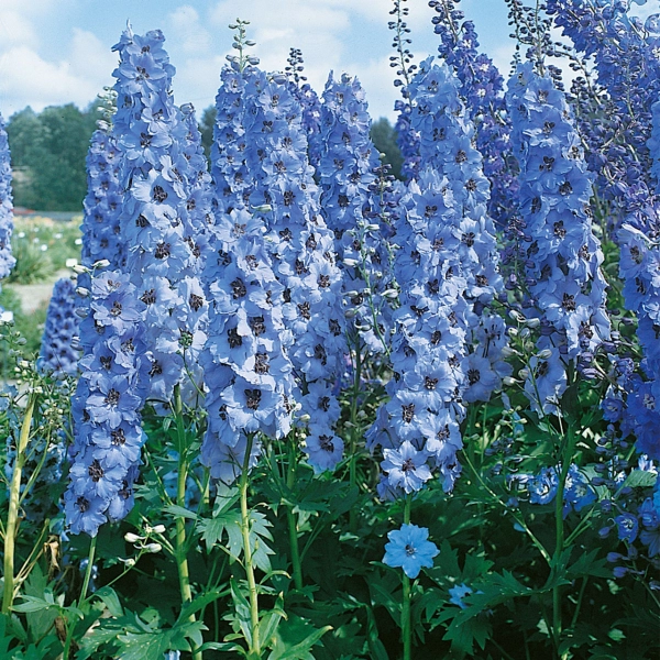 Blue Delphinium