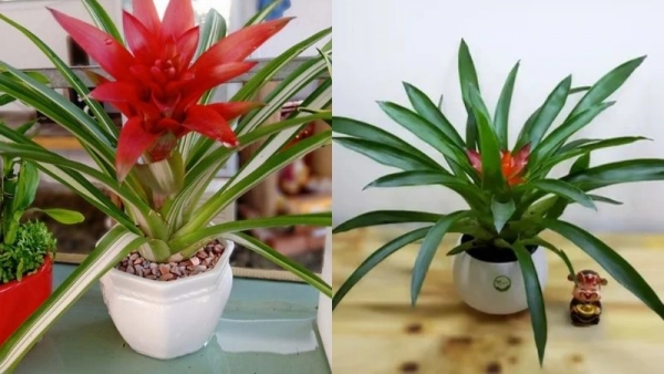 bromeliads