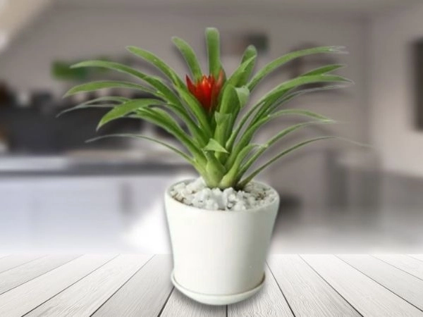 Uses of Bromeliads  