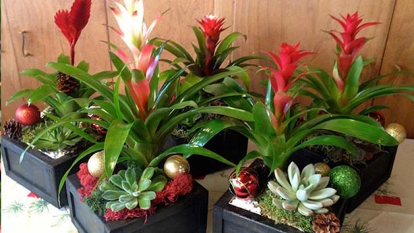 Feng Shui Significance of Bromeliads