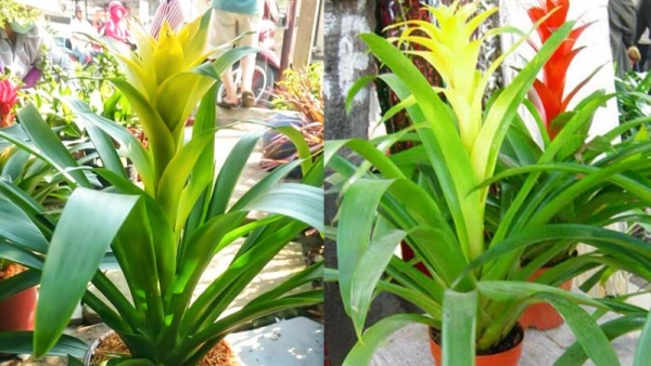 bromeliads