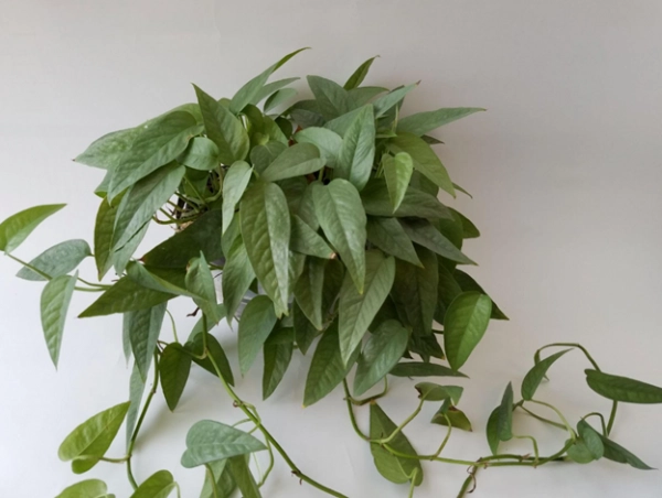 Cebu Blue Pothos