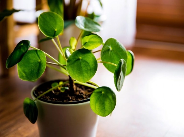 Chinese Money Plant