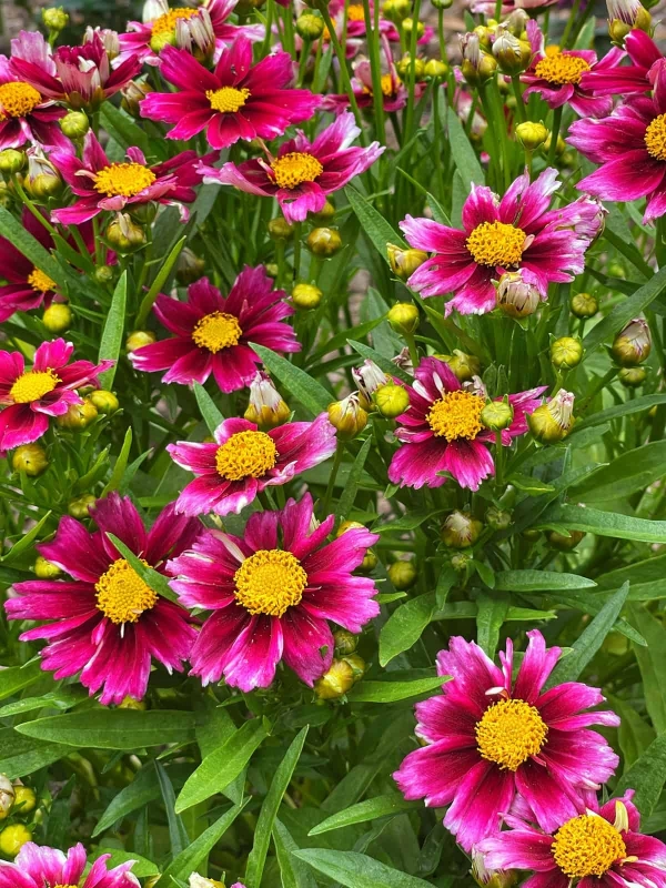 coreopsis