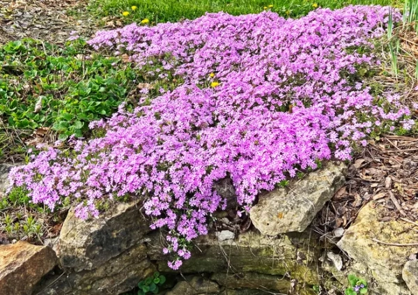 Phlox stolonifera