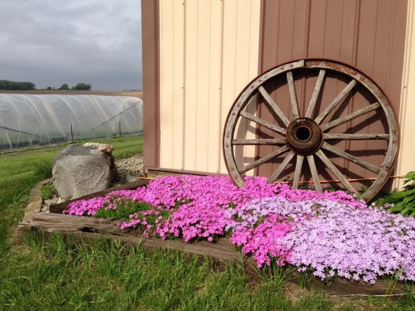 Creeping Phlox