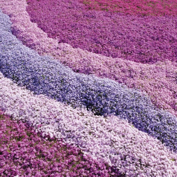 creeping phlox plants