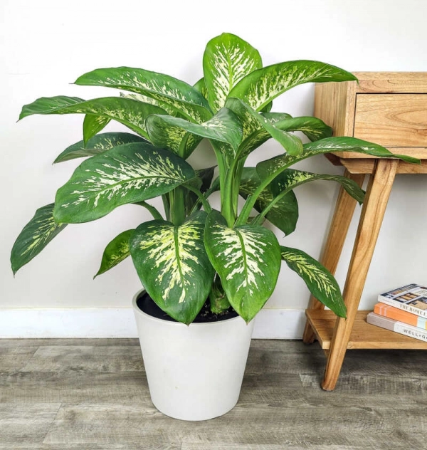 dieffenbachia