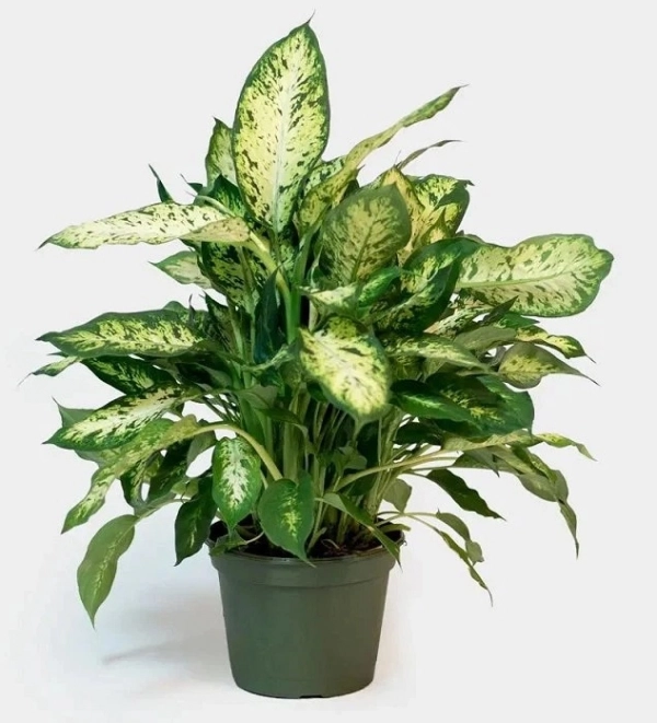 Characteristics of  dieffenbachia