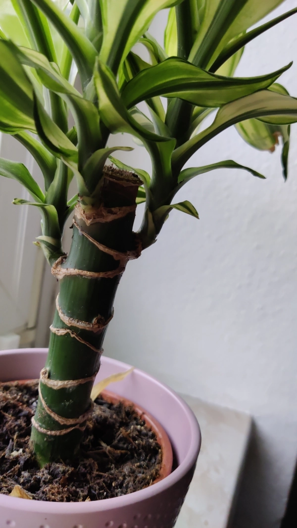 dracaena