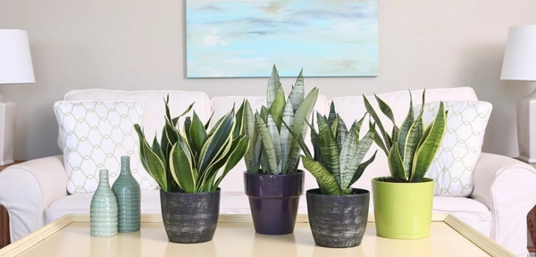 Feng Shui Meaning of the Snake Plant