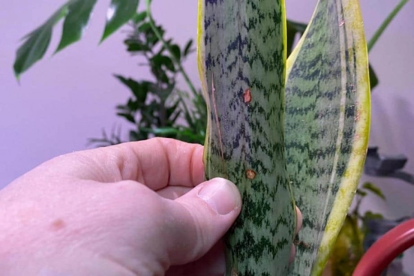 Fungal infections in snake plants