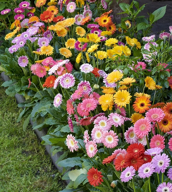 Types of Gerbera Daisies