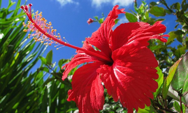 hibiscus