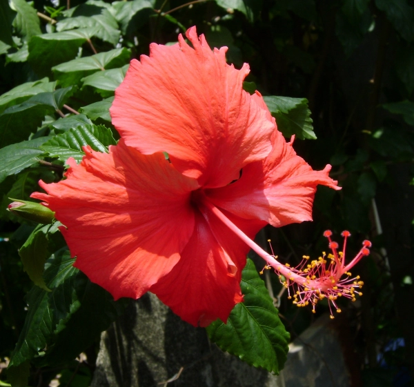 Feng Shui Significance of the Hibiscus Plant