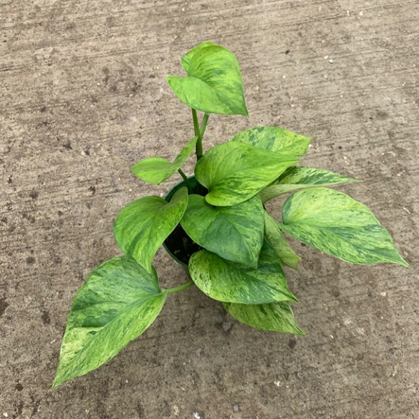 Jessenia Pothos