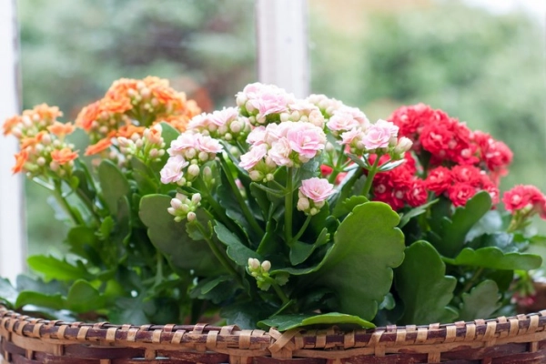 Repotting Kalanchoe