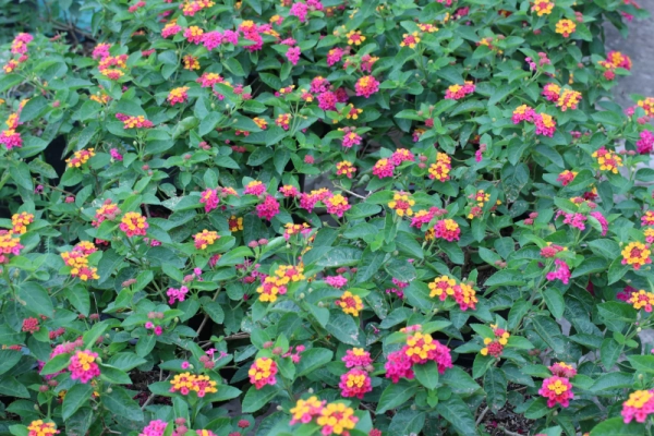 Care for Lantana