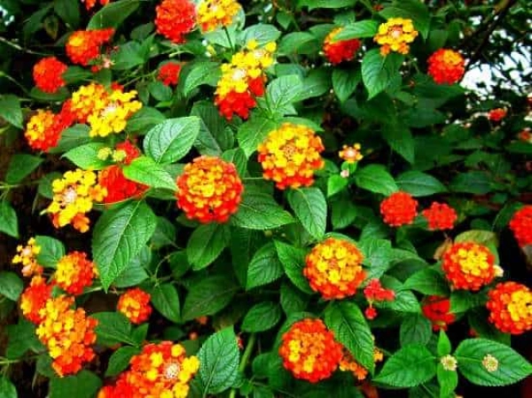 lantana1726370099