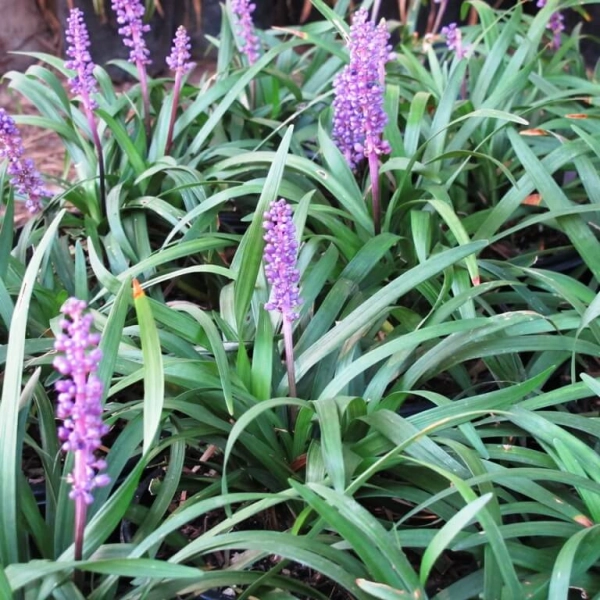 Liriope muscari Majestic