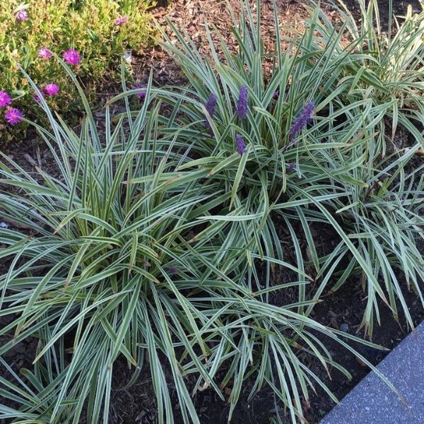 Liriope spicata Silver Dragon