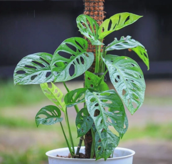 monstera adansonii