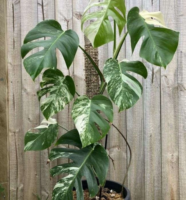 Monstera Borsigiana 