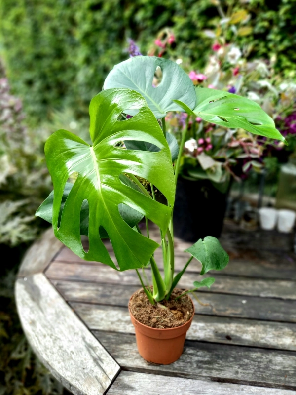 Monstera Deliciosa