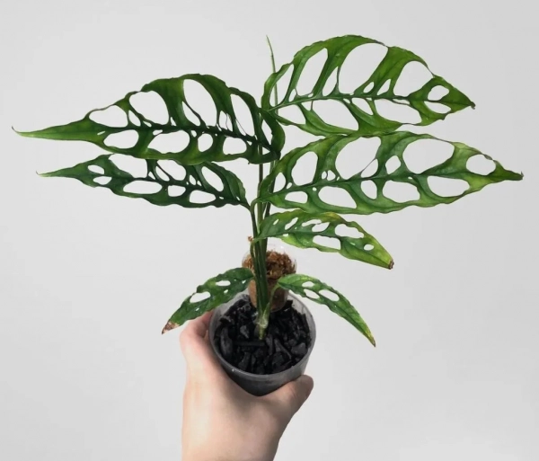 monstera obliqua