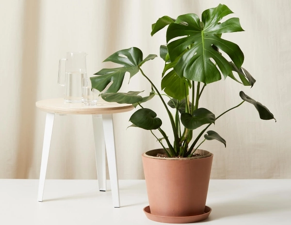 monstera plant