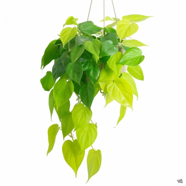 Neon Pothos