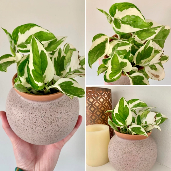 Pearl and Jade Pothos