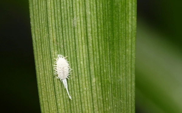 Pests affecting snake plants 