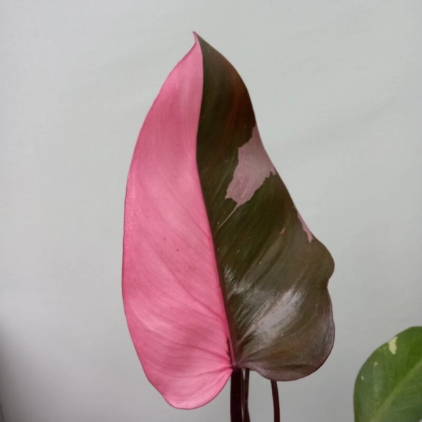 philodendron pink princess plant