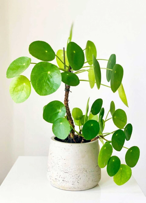 Pilea peperomioides