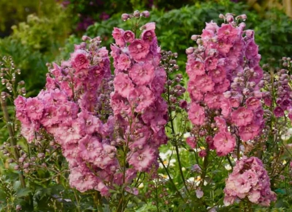 Pink Delphinium