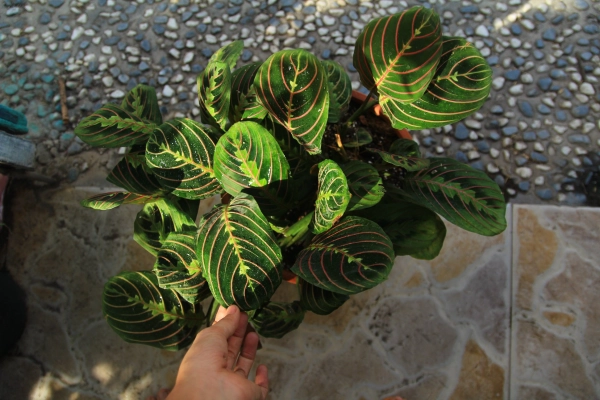 Prayer Plant