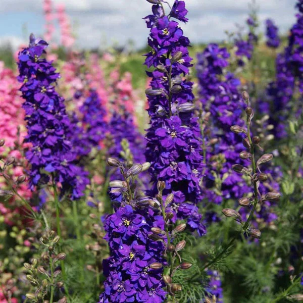 Purple Delphinium