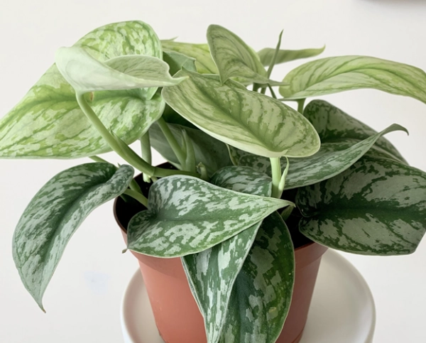 Silver Pothos