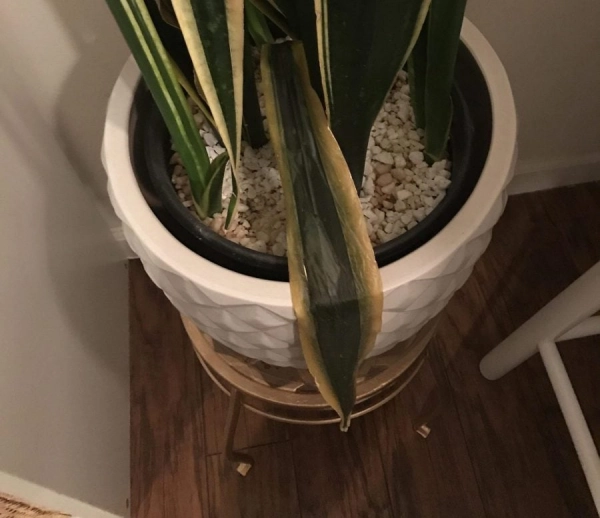 Snake plant leaves drooping or wrinkling  