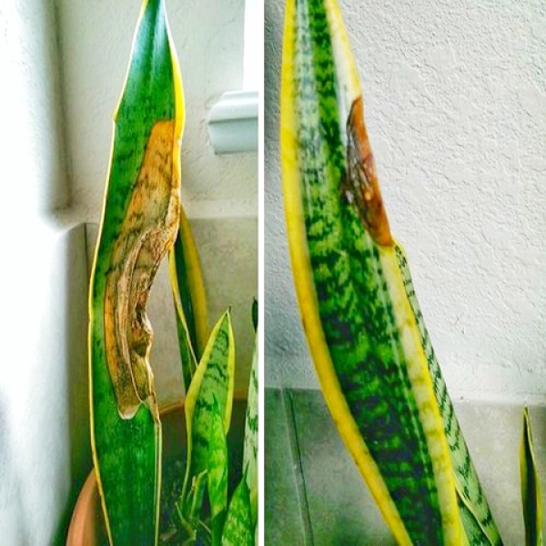 Snake plant leaves turning yellow, dry, or burnt at the edges