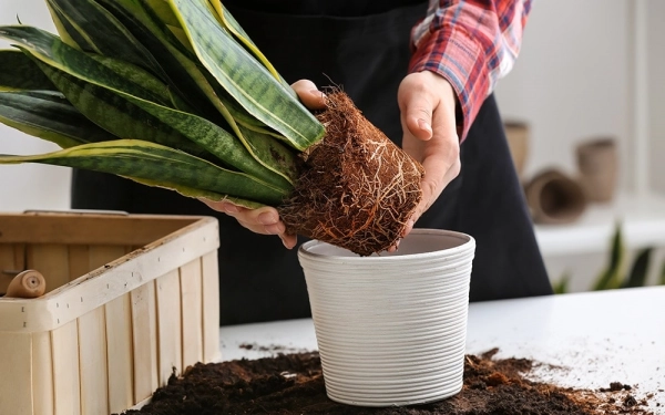 Snake plant root rot